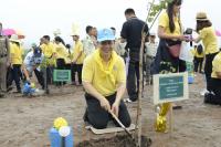 Picture of The  MOF Afforestation Project  and Forest planting at Chonburi